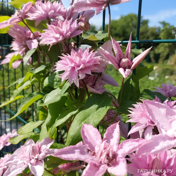 превью изображения отзыва