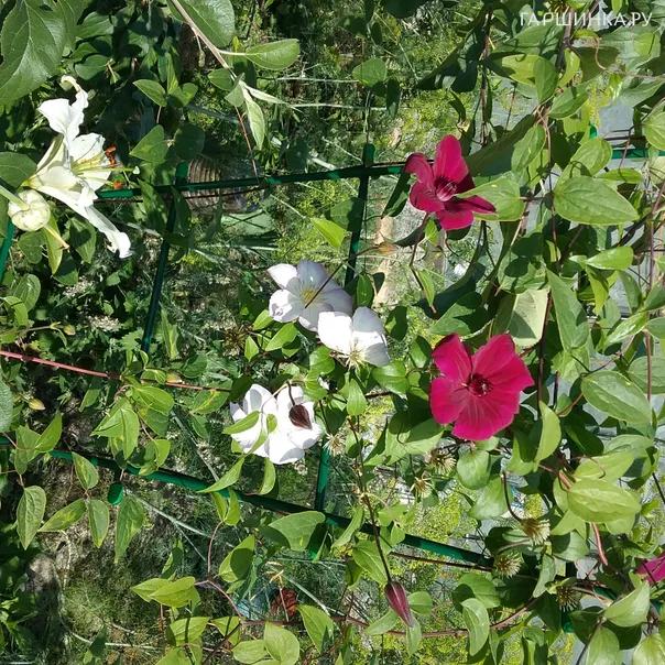 превью изображения отзыва