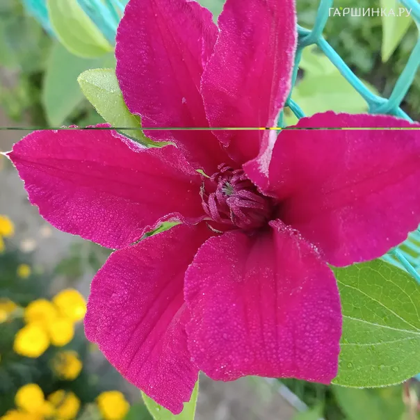 превью изображения отзыва