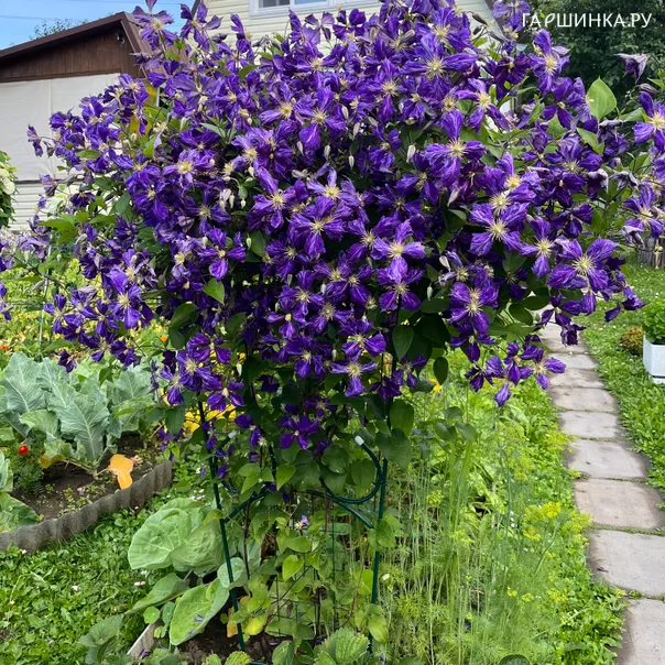 превью изображения отзыва
