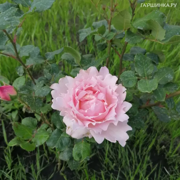 превью изображения отзыва