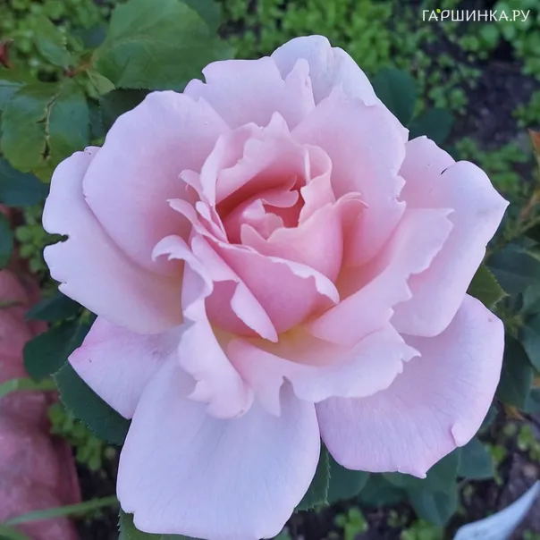 превью изображения отзыва