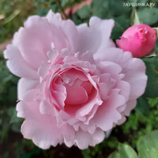 превью изображения отзыва