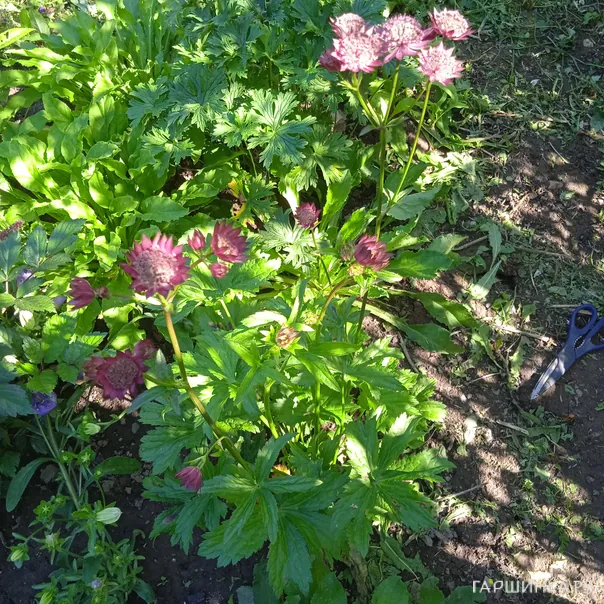 превью изображения отзыва