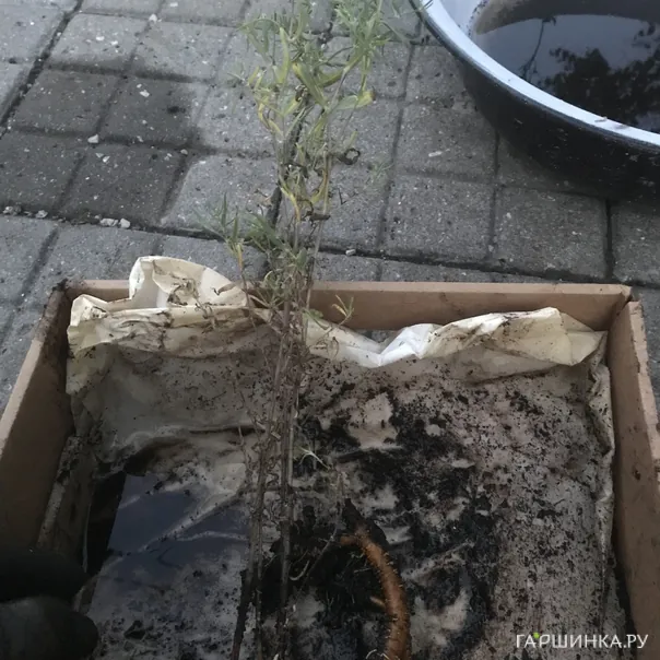 превью изображения отзыва