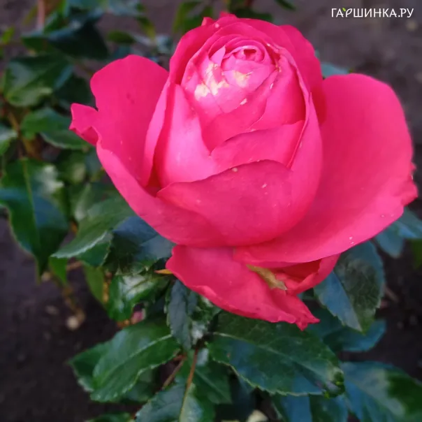 превью изображения отзыва