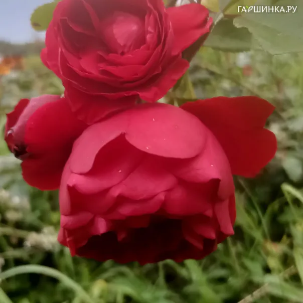 превью изображения отзыва