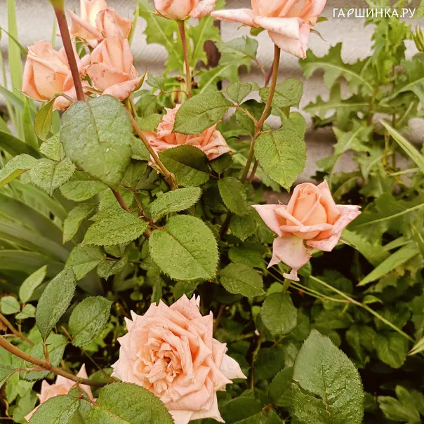 превью изображения отзыва