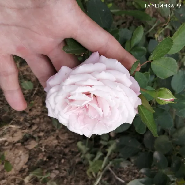 превью изображения отзыва