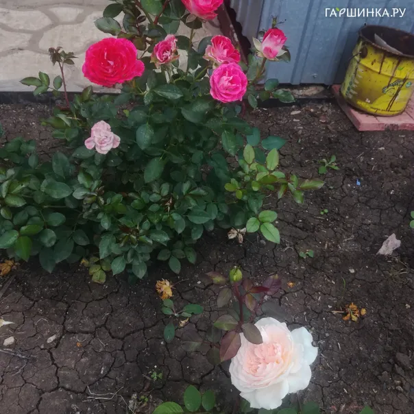 превью изображения отзыва