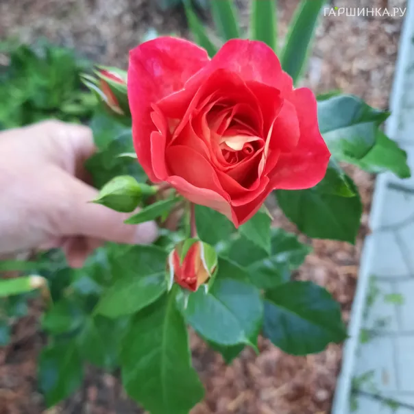 превью изображения отзыва