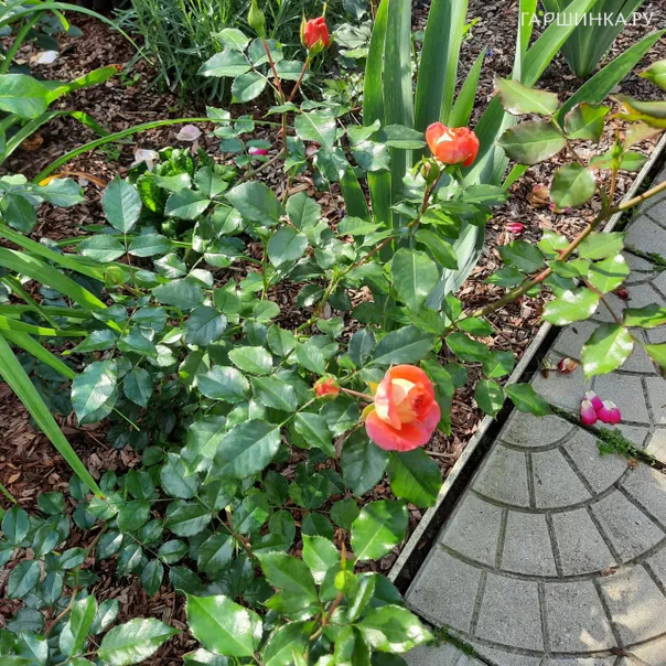 превью изображения отзыва