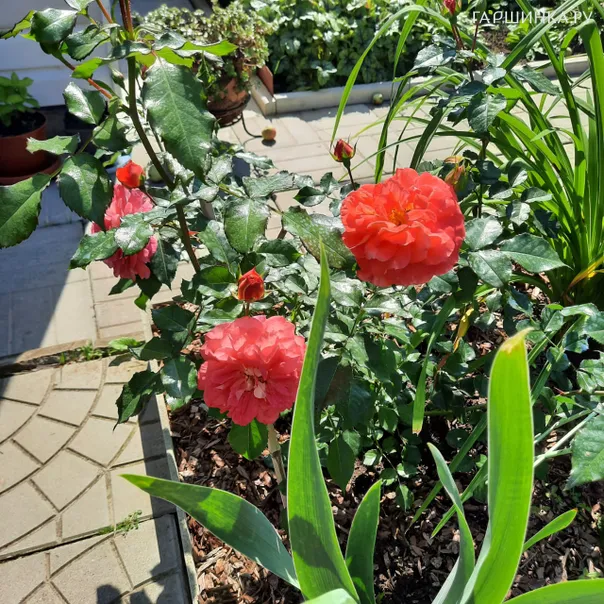 превью изображения отзыва