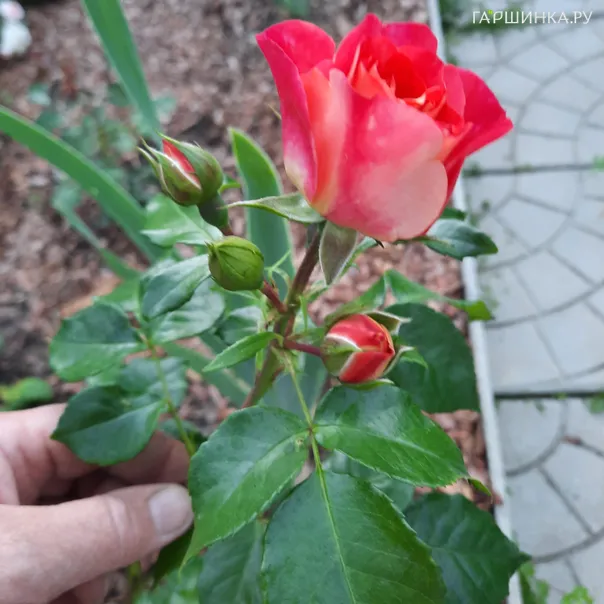 превью изображения отзыва