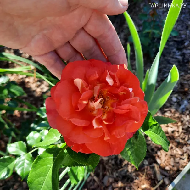 превью изображения отзыва