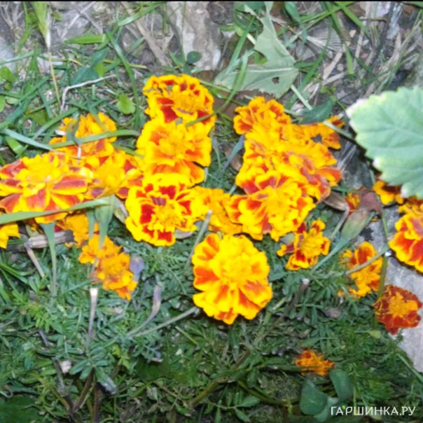 превью изображения отзыва