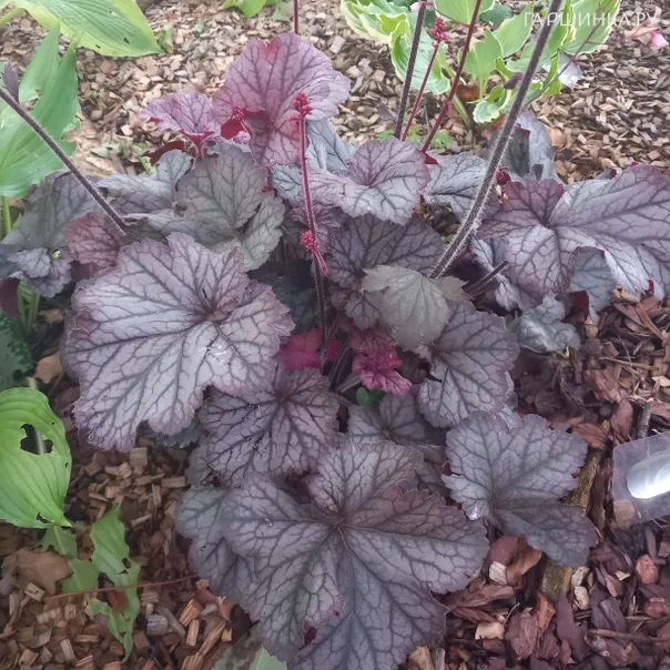 превью изображения отзыва