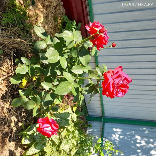 превью изображения отзыва