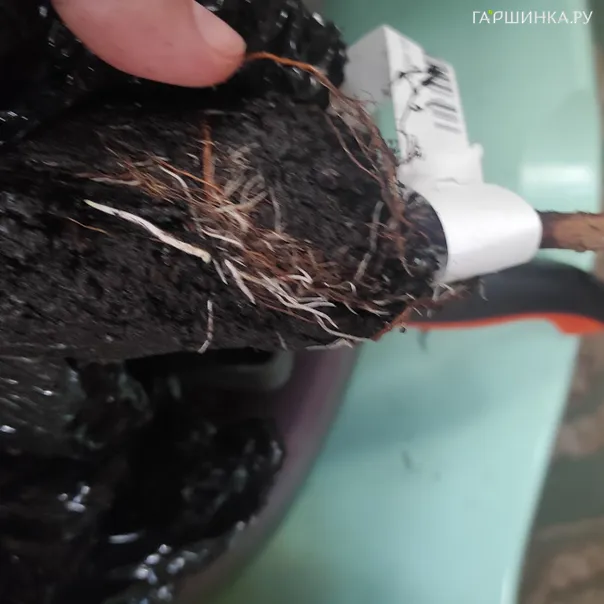 превью изображения отзыва