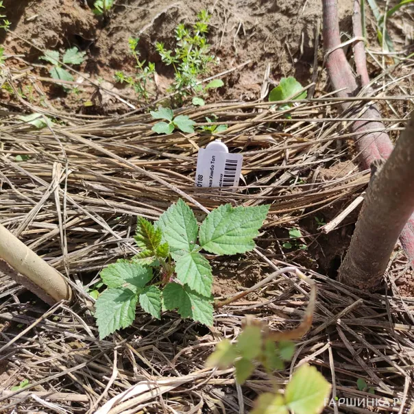 превью изображения отзыва