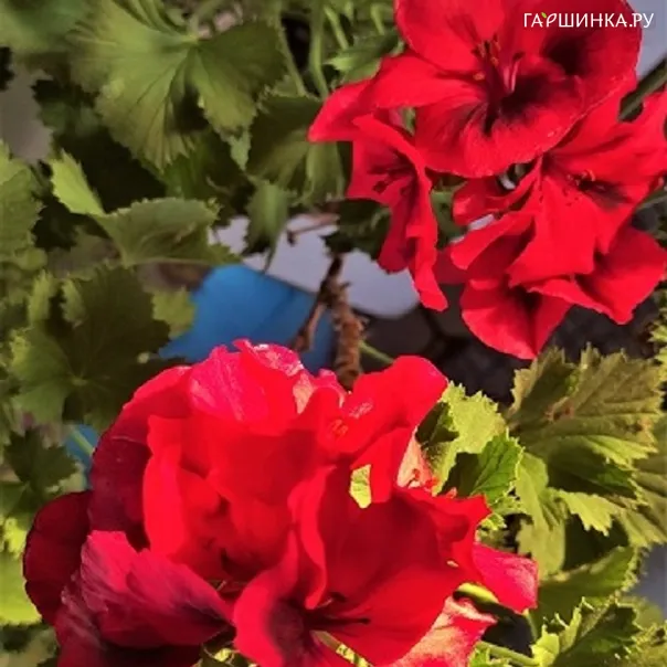превью изображения отзыва