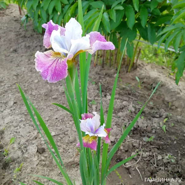 превью изображения отзыва