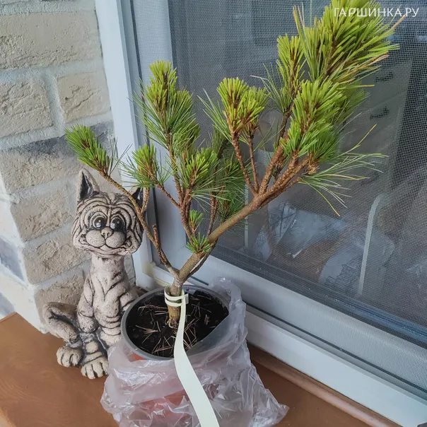 превью изображения отзыва