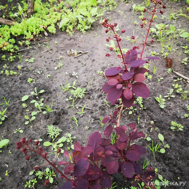 превью изображения отзыва
