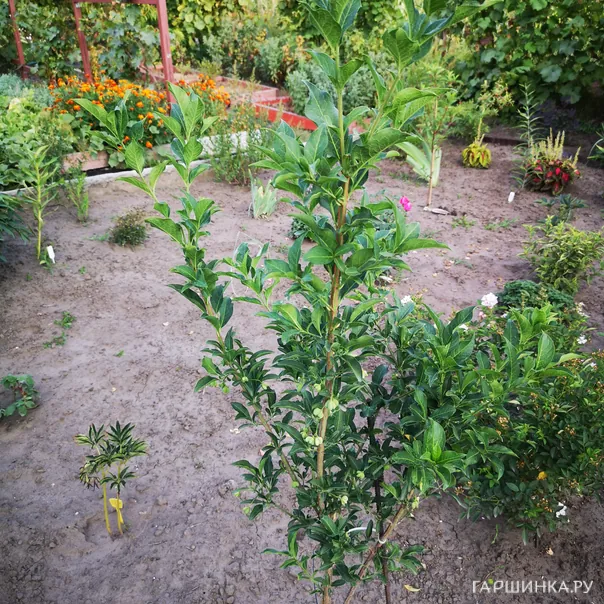 превью изображения отзыва