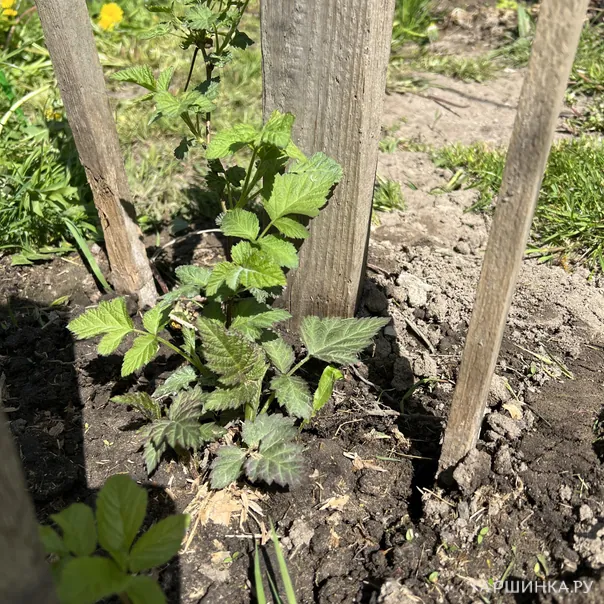 превью изображения отзыва