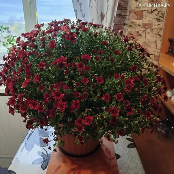 превью изображения отзыва