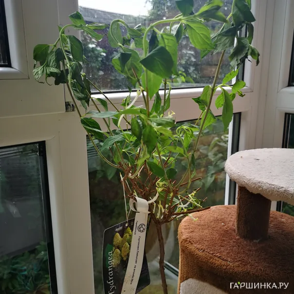 превью изображения отзыва