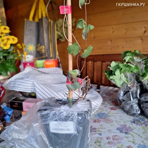 превью изображения отзыва