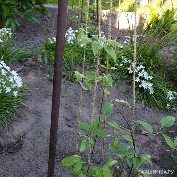 превью изображения отзыва