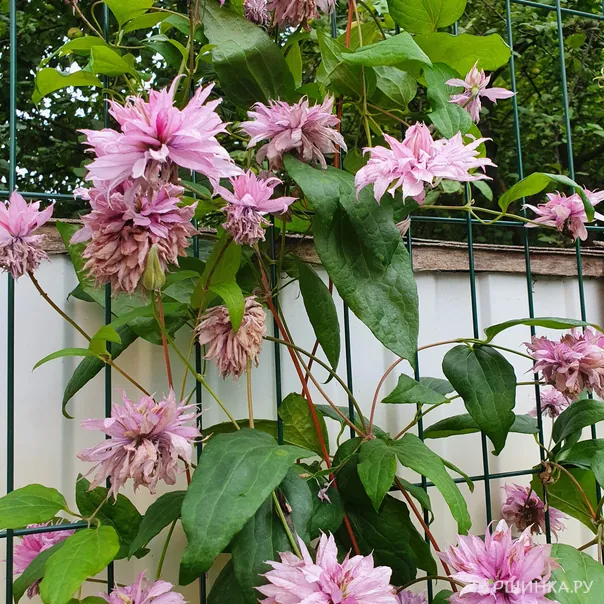 превью изображения отзыва