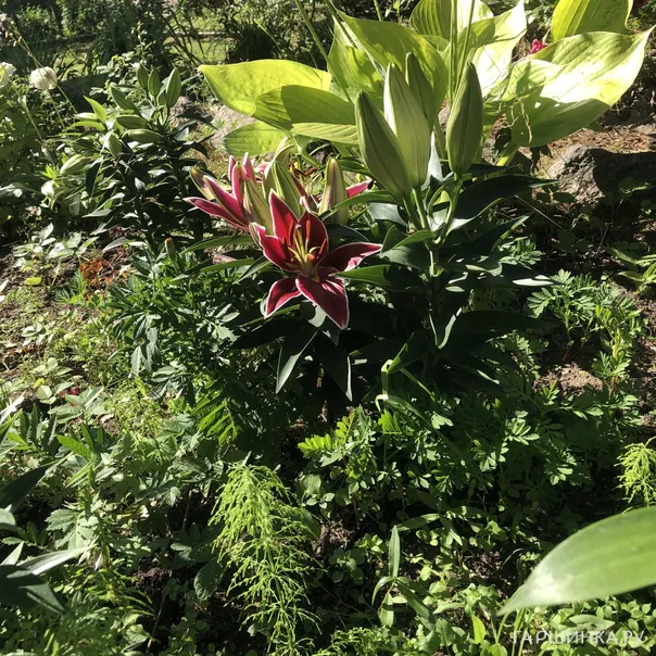 превью изображения отзыва