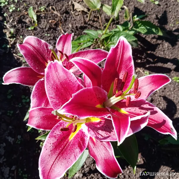 превью изображения отзыва