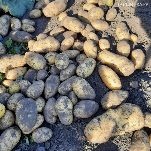 превью изображения отзыва