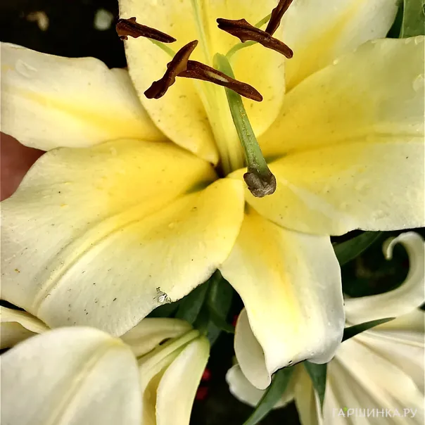 превью изображения отзыва