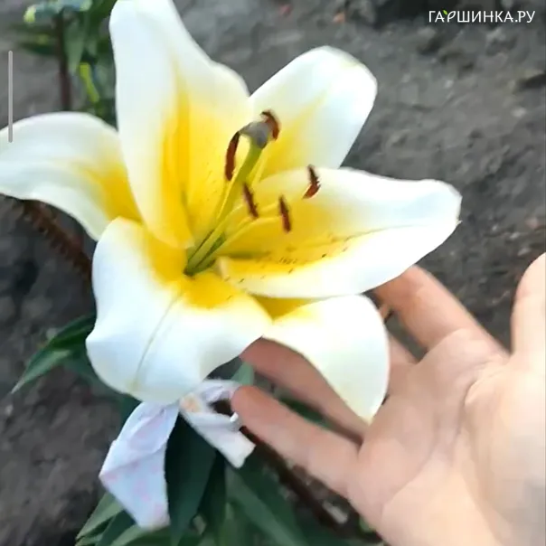 превью изображения отзыва