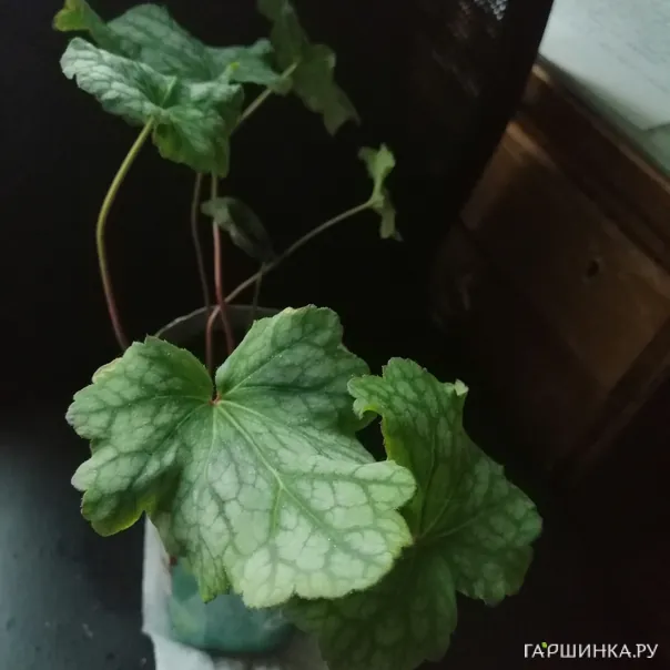 превью изображения отзыва