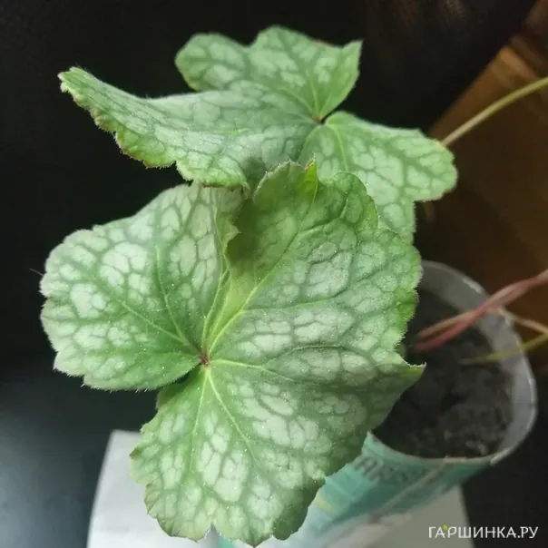 превью изображения отзыва