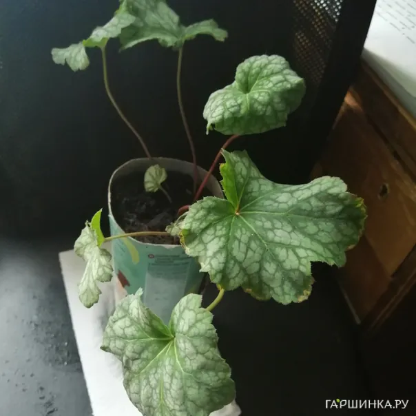 превью изображения отзыва