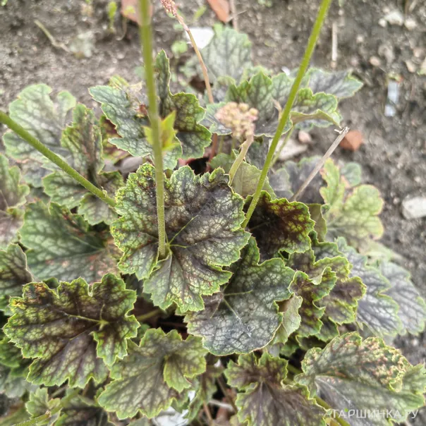 превью изображения отзыва