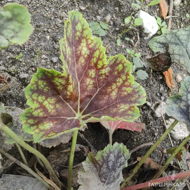 превью изображения отзыва