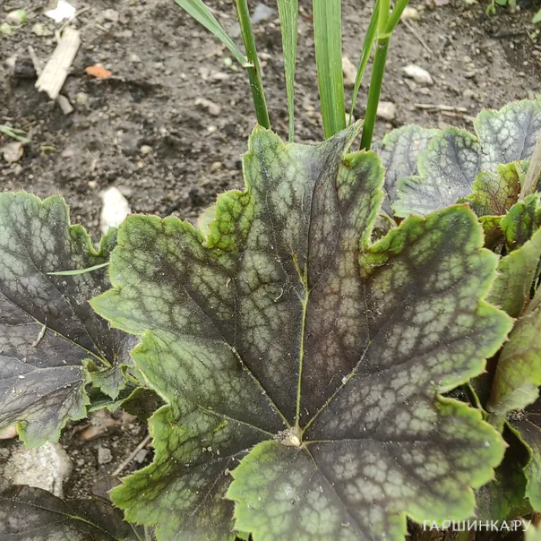 превью изображения отзыва