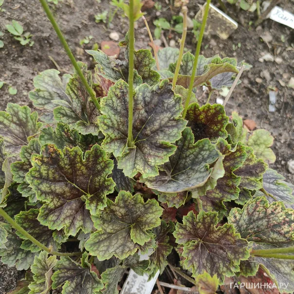 превью изображения отзыва