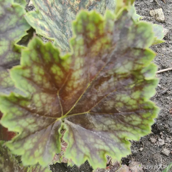 превью изображения отзыва