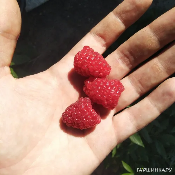 превью изображения отзыва