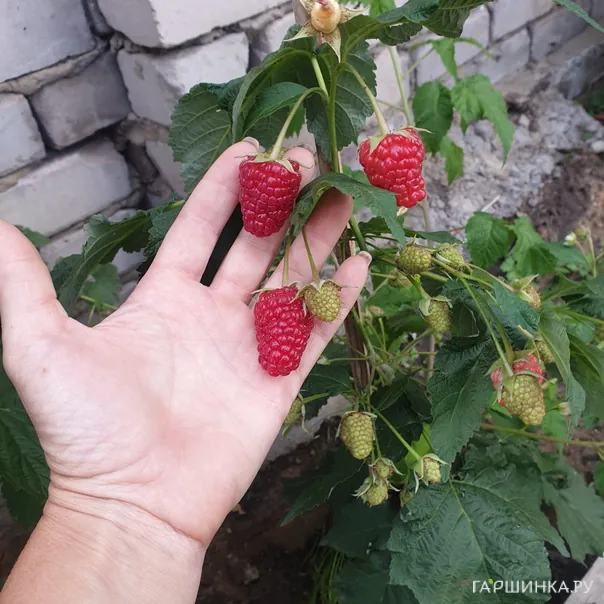 превью изображения отзыва